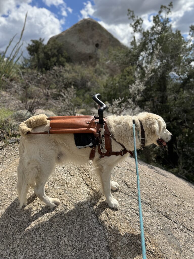 Service dog with a mobility harness, standing on a rock outdoors