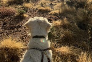 Dog looking ahead on a dirt trail