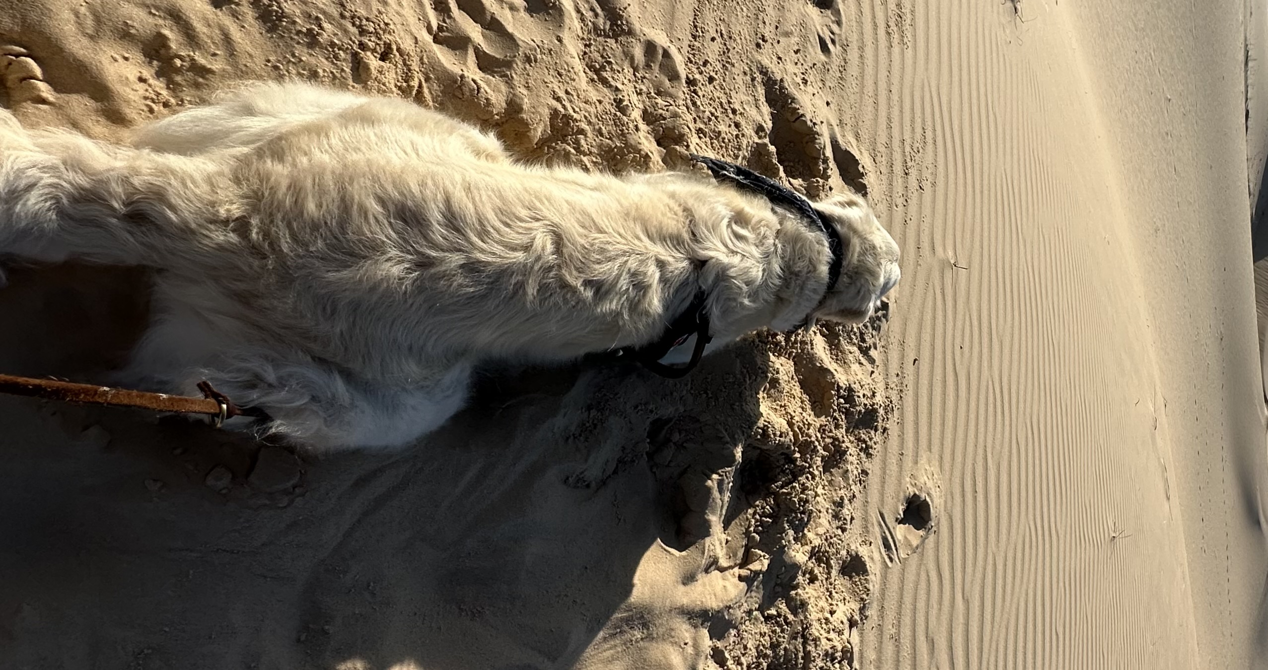 Dog lying on sand with straight spinal alignment